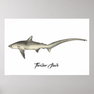 Thresher Shark Poster