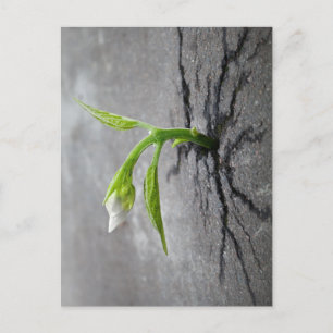 Through Concrete Postcard