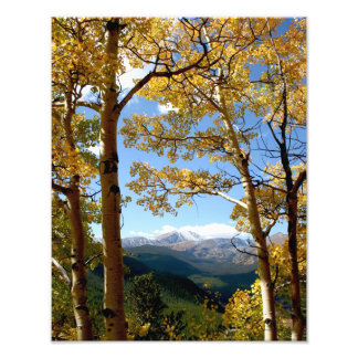 Through the Aspen Photo Print