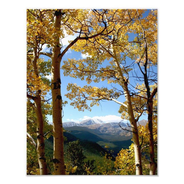 Through the Aspen Photo Print (Front)