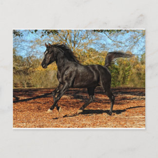 Through the Autumn leaves Postcard