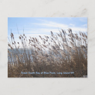 Through the reeds. postcard
