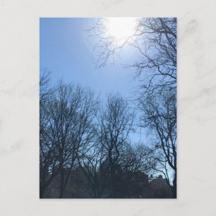 Through the Trees Riverside Park New York City Sun Postcard