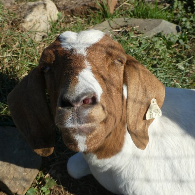 Throw Pillow With Picture Of Goat (Creator Uploaded)