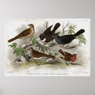 Thrush Antique Lithograph print