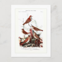Thrushes