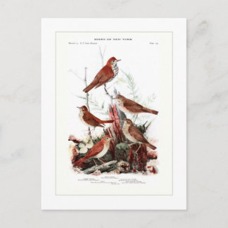 Thrushes Postcard
