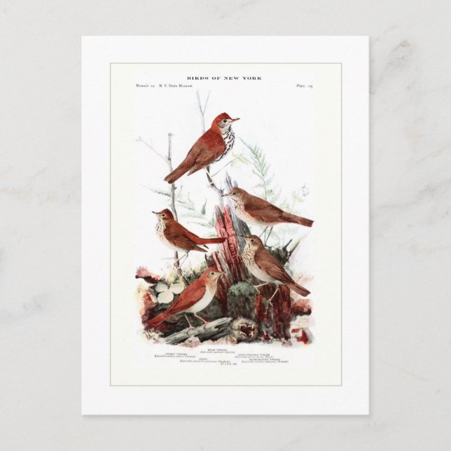 Thrushes Postcard (Front)