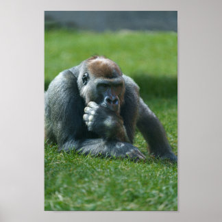 Thumb Sucking Gorilla Poster