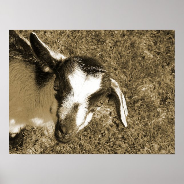 Thumbalina the Goat Kid Poster (Front)