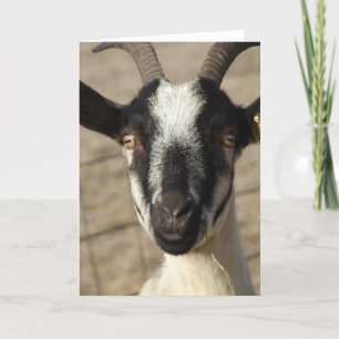 Thumbelia a Yearling Goat Card