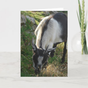 Thumbelina the Beautiful Goat Card