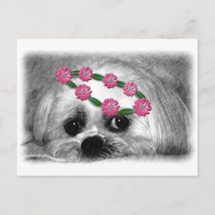 Thumbellina. is my name I'm a beautiful maltese Postcard