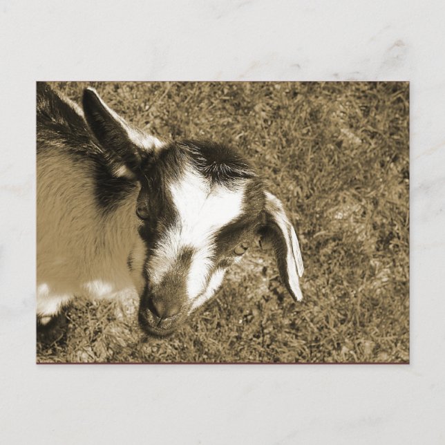 Thumblina Postcard (Front)