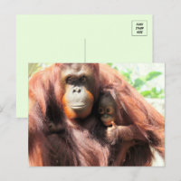 Thumbs Up Orangutan Mum and Baby