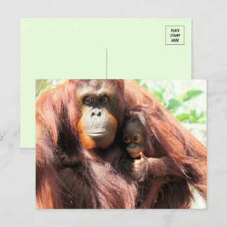 Thumbs Up Orangutan Mum and Baby Postcard