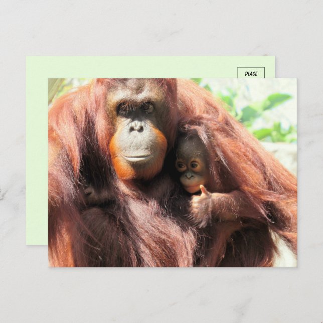 Thumbs Up Orangutan Mum and Baby Postcard (Front/Back)