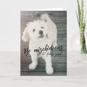 THUMPER DOG Greeting Card