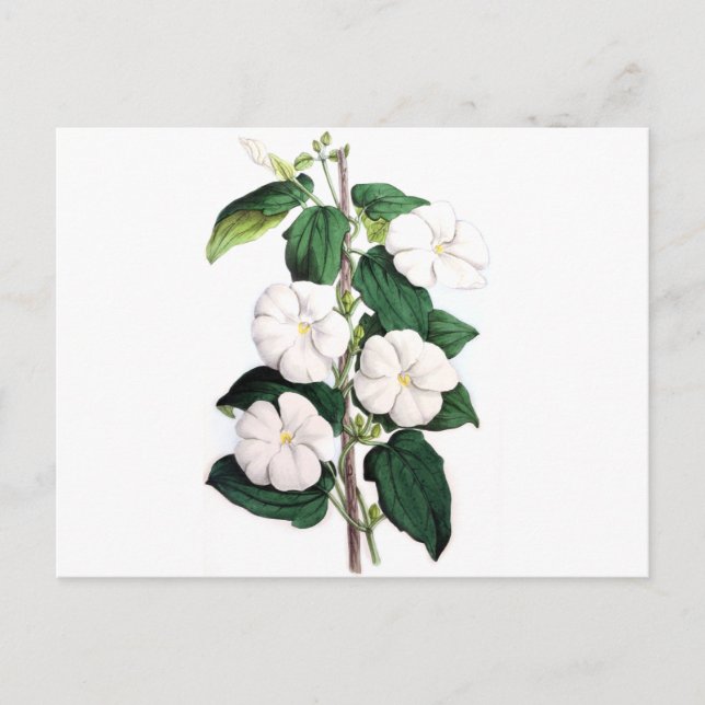 Thunbergia Fragrans Postcard (Front)
