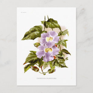Thunbergia grandiflora postcard