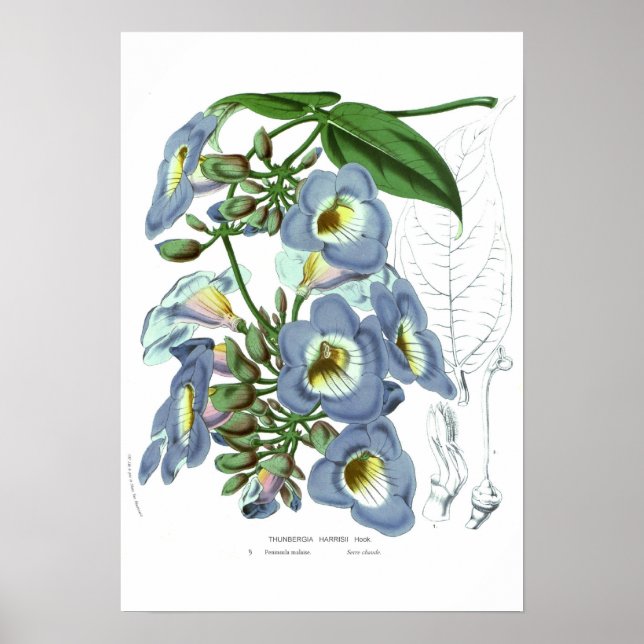 Thunbergia harrisii poster (Front)