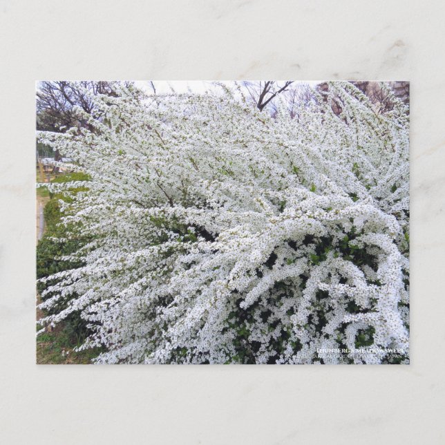 Thunberg's meadowsweet ：Postcard Postcard (Front)