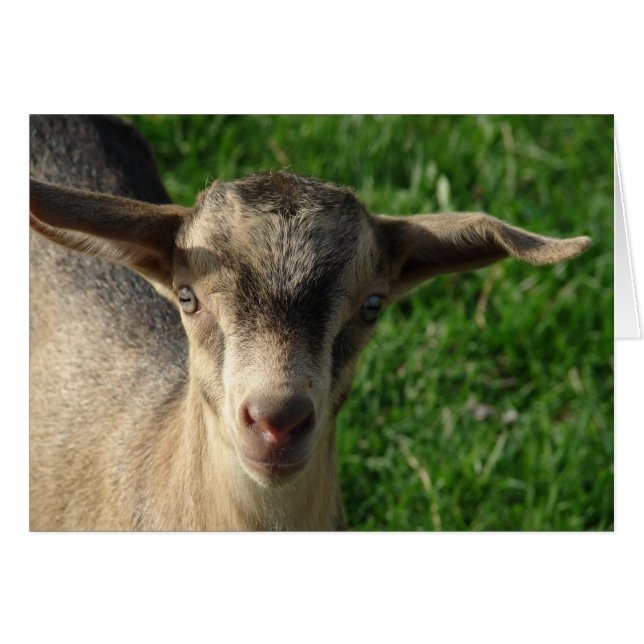 Thunder (Front Horizontal)