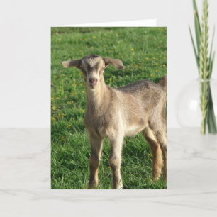 Thunder at One-Week-Old Card