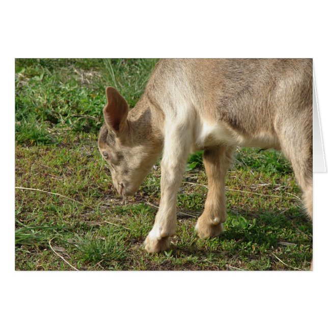 Thunder at Two-Weeks-Old (Front Horizontal)