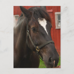 Thunder Horse Postcard