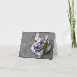 Thunder The Bulldog Greeting Cards