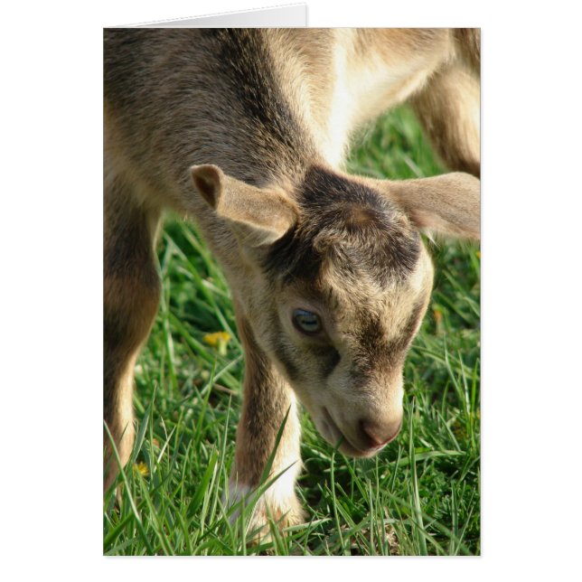 Thunder the goat kid Easter (Front)