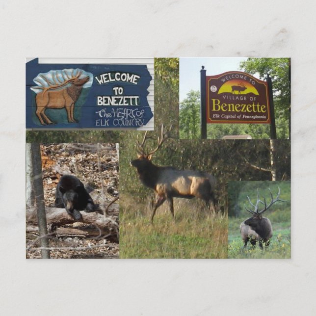 Thundering Elk BENEZETTE PA Postcard (Front)
