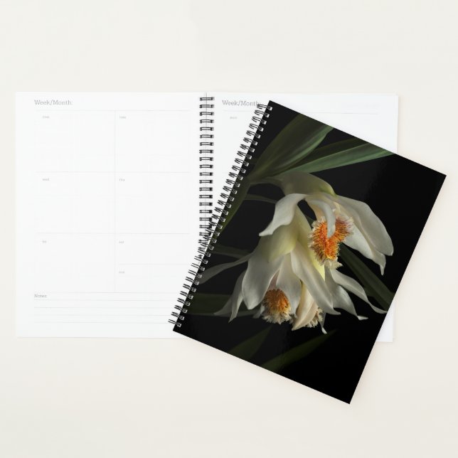 Thunia Marshalliana Planner (Display)