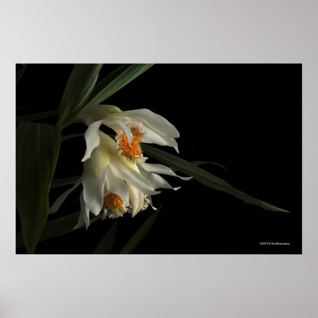 Thunia Marshalliana Poster (Front)