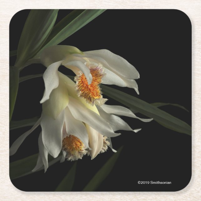 Thunia Marshalliana Square Paper Coaster (Front)