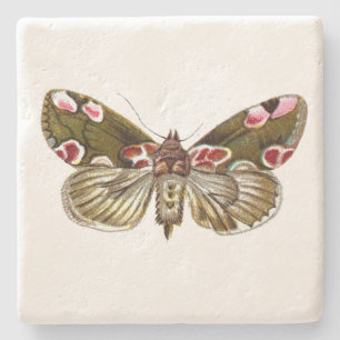 Thyatira batis - The Peach Blossom Moth Stone Coaster
