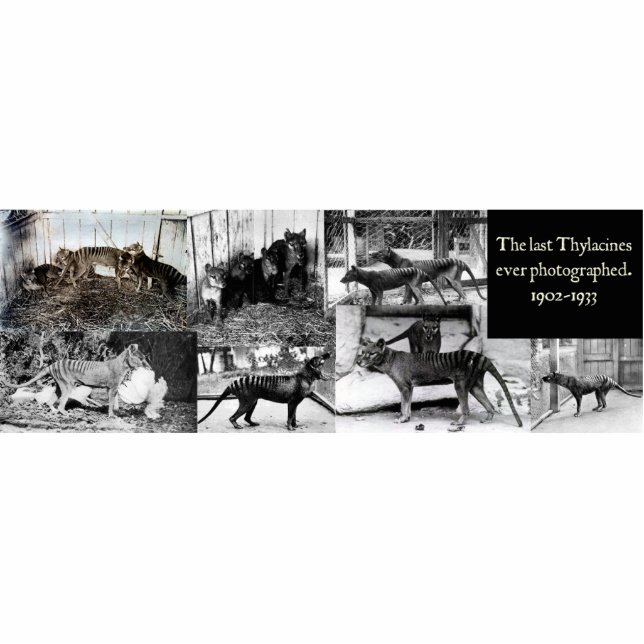 Thylacine Photos Cutout Magnet/Sculpture Standing Photo Sculpture (Front)
