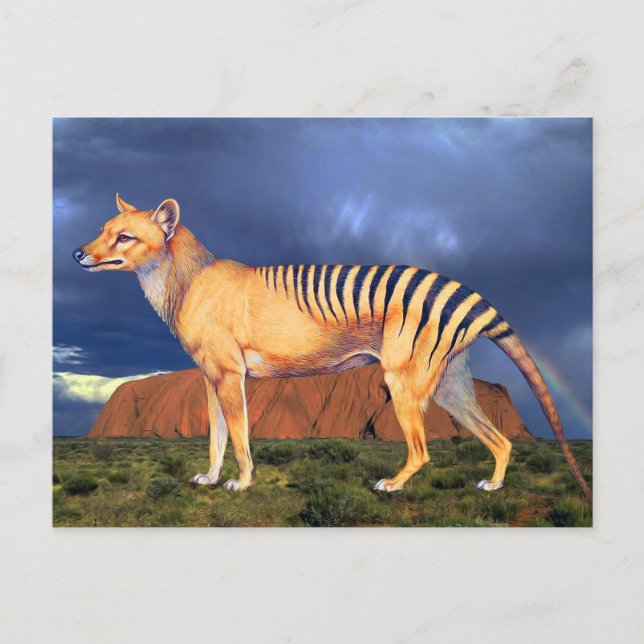 Thylacine (Tasmanian Tiger) Postcard (Front)