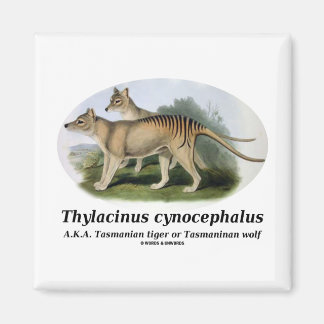 Thylacinus cynocephalus (Tasmanian tiger or wolf) Magnet