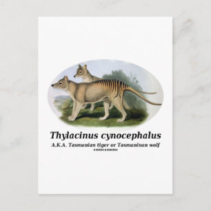 Thylacinus cynocephalus (Tasmanian tiger or wolf) Postcard