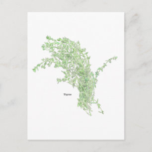 Thyme Drawing Postcard