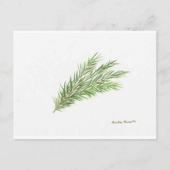 Thyme herb botanical plant watercolor Kitchen  Postcard (Front)