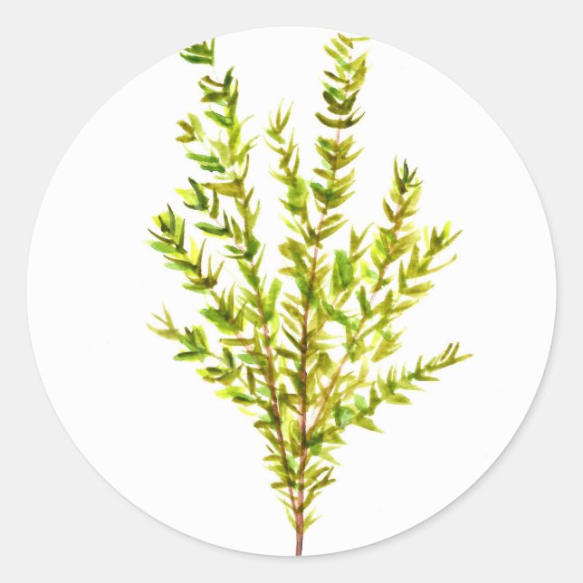 Thyme herbs Botanical herb Classic Round Sticker (Front)