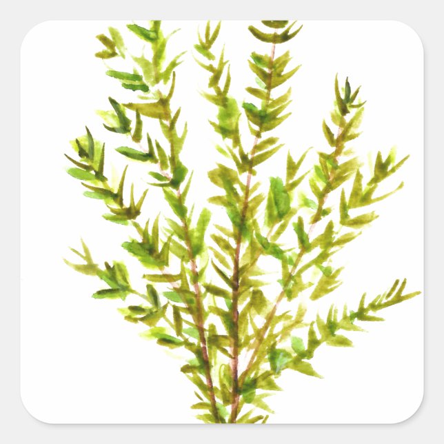 Thyme herbs Botanical herb Square Sticker (Front)