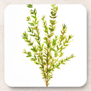 Thyme herbs Botanical herb watercolor green Coaster