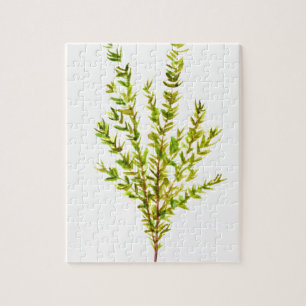 Thyme herbs Botanical herb watercolor green Jigsaw Puzzle