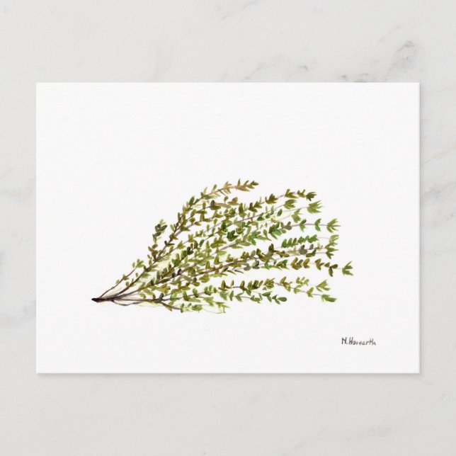 Thyme herbs kitchen art watercolour painting postcard (Front)