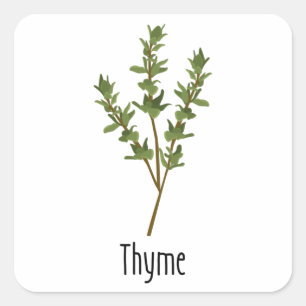 Thyme Spices Herb Square Sticker