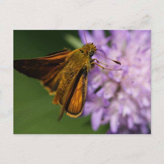 Thymelicus lineola postcard (Front)